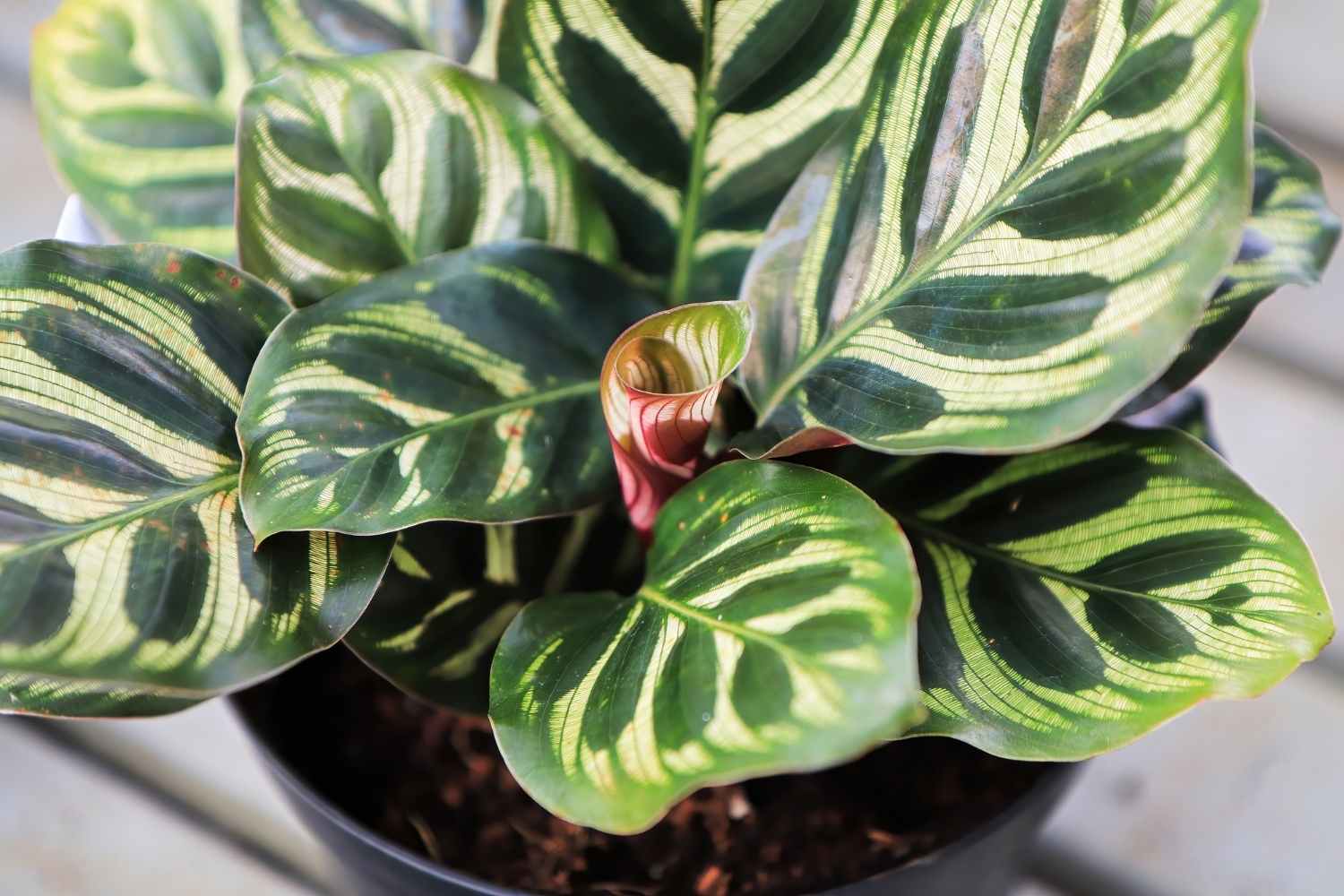 Calathea Peacock Plants