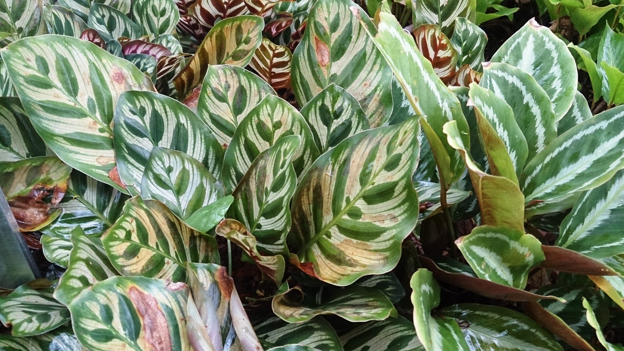 Calathea Peacock Plants