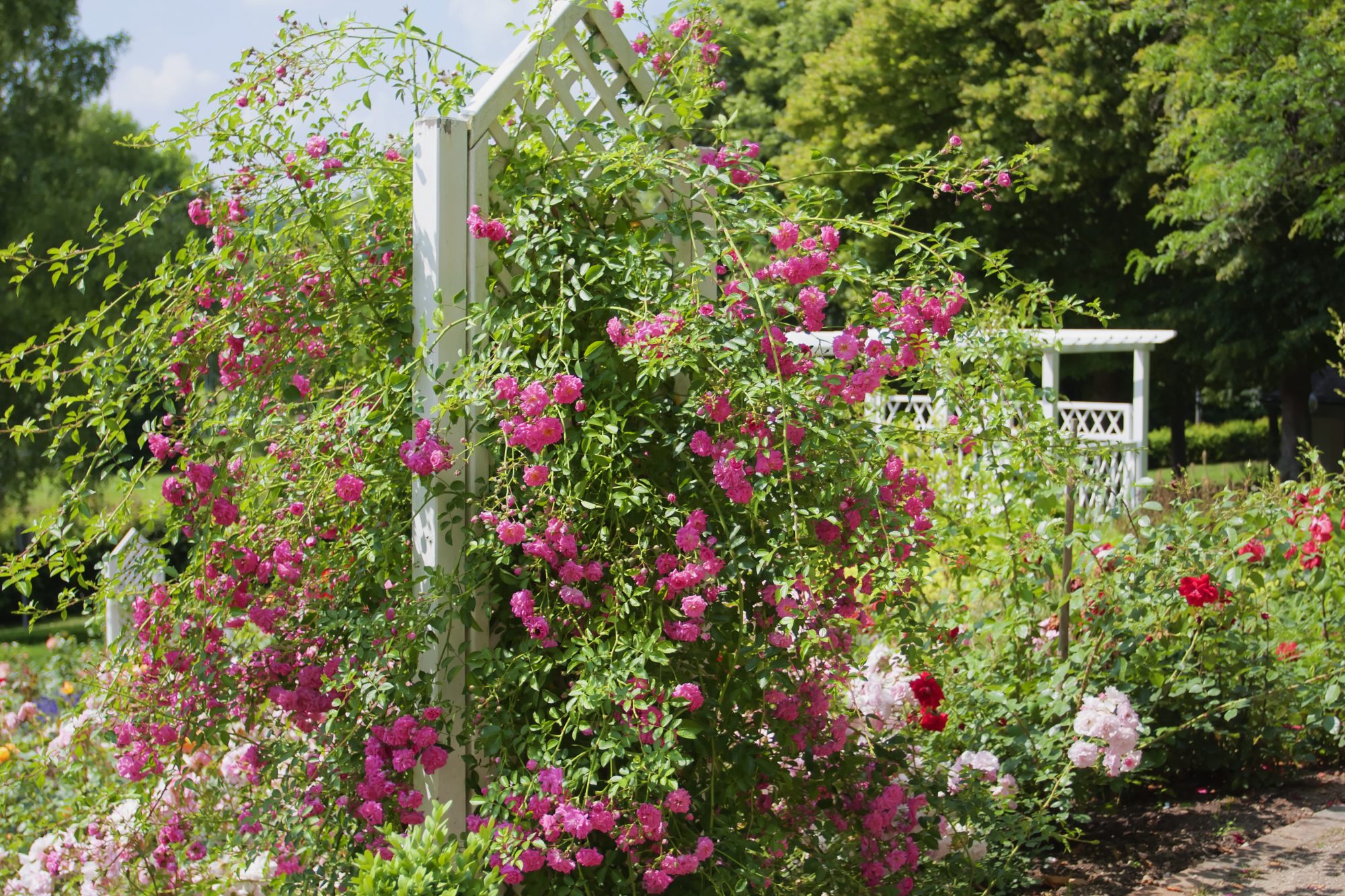 How to start a native garden