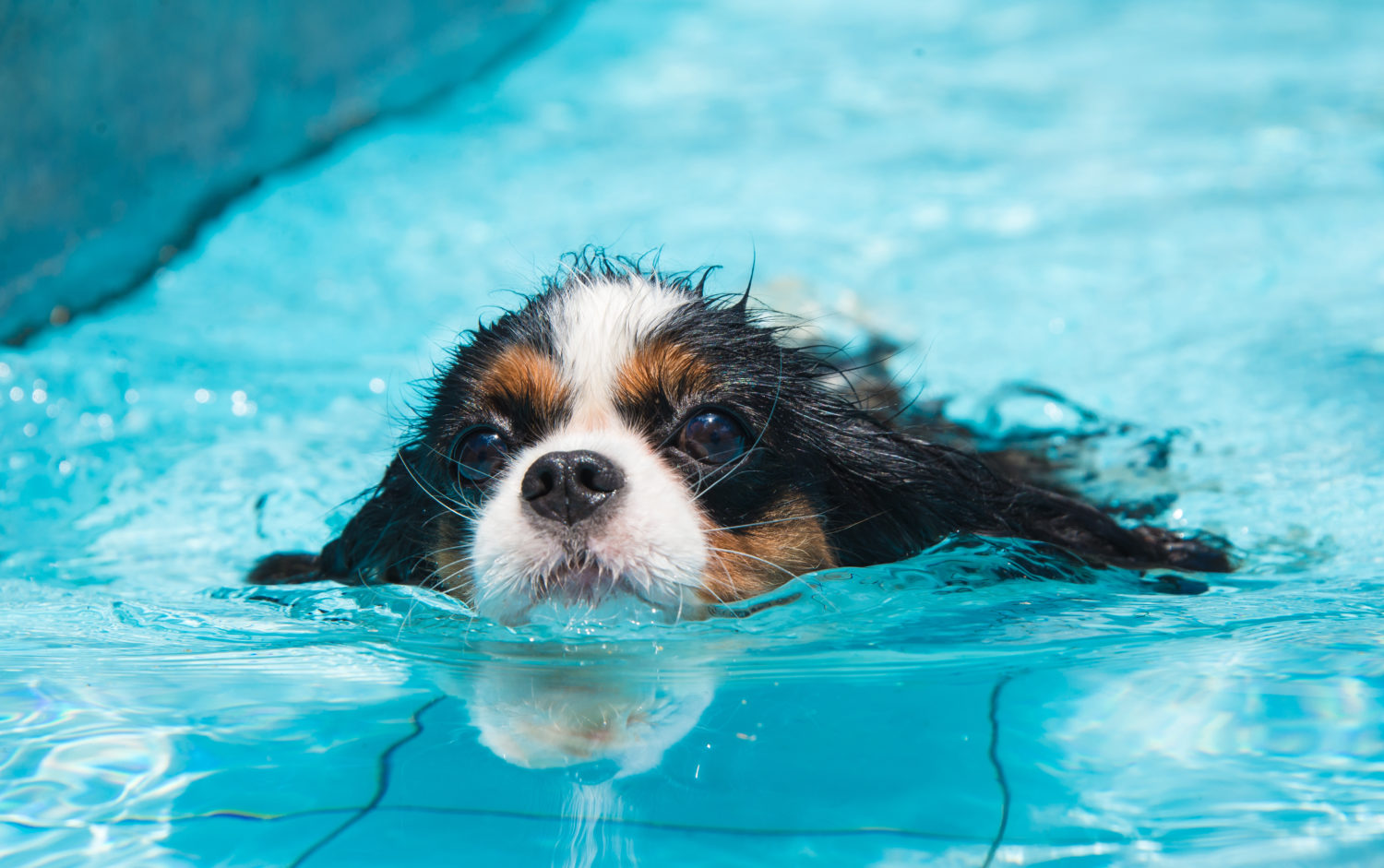Pool Safety Tips